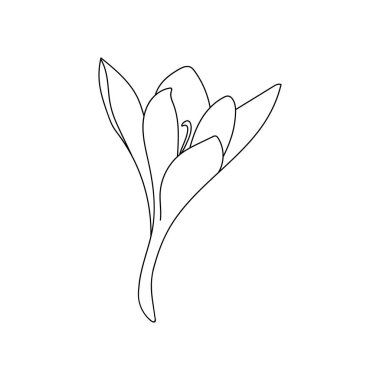 Tek bir safran çiçeği doğrusal çiziminin vektör çizimi. Pahalı baharatın botanik illüstrasyon vektör tomurcuğu
