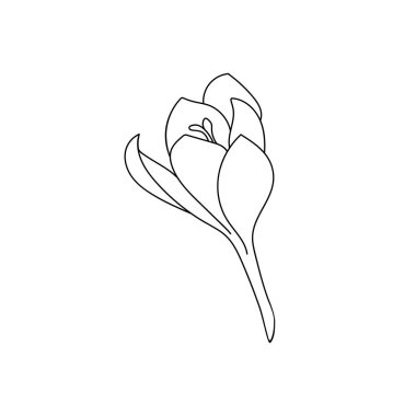 Vector illustration of a single crocus saffron flower drawn with a stroke. Botanical illustration vector bud of expensive spice clipart