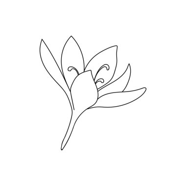 Tek bir safran çiçeği doğrusal çiziminin vektör çizimi. Satırdan satıra botanik illüstrasyon