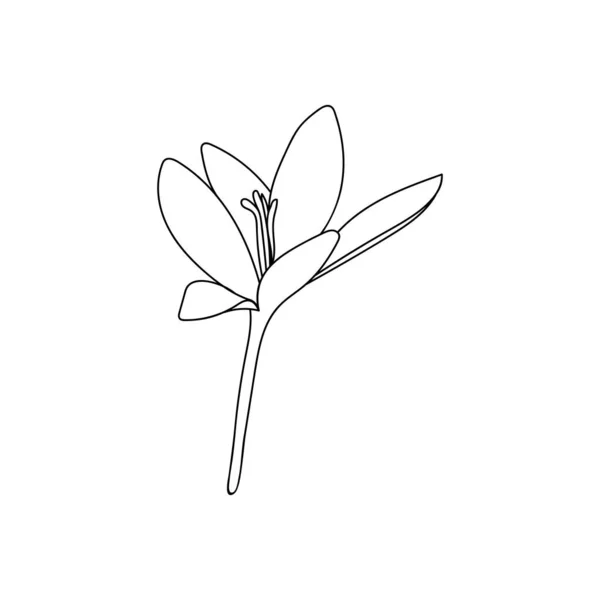 1つのクロッカスサフランの花の線画のベクトルイラスト 高価なスパイスの植物イラストベクトル芽 — ストックベクタ