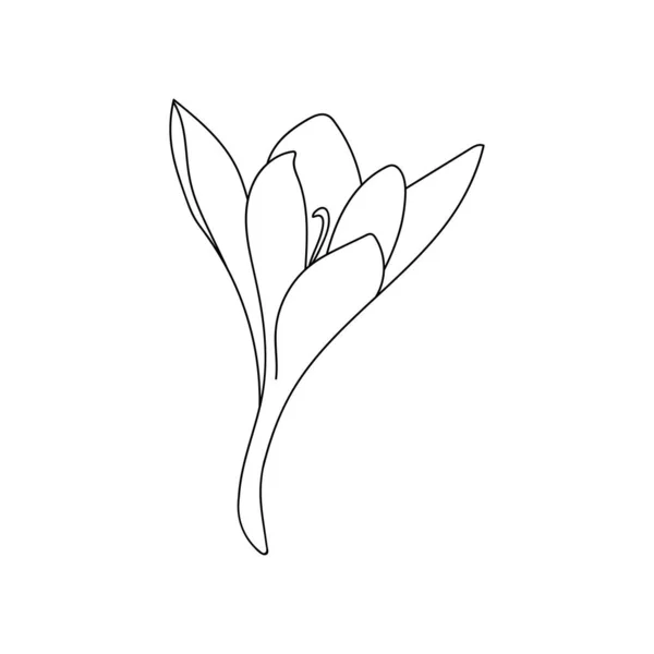 Ilustración Vectorial Solo Dibujo Lineal Flor Azafrán Azafrán Brote Vectorial — Archivo Imágenes Vectoriales