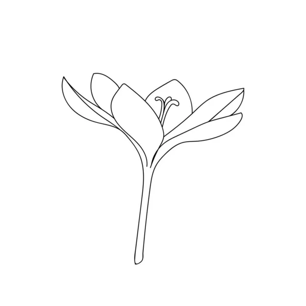 脳卒中で描かれた単一のオープンクロッカスサフランの花のベクトルイラスト 高価なスパイスの植物イラストベクトル芽 — ストックベクタ
