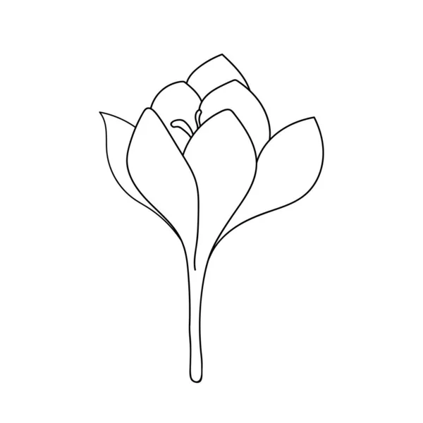 Ilustração Vetorial Uma Única Flor Simples Açafrão Croco Desenhada Com — Vetor de Stock