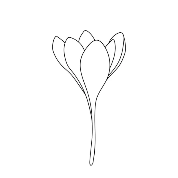 線で描かれたシンプルなクロッカスサフランの花のアイコンのベクトルイラスト 閉じた芽 — ストックベクタ