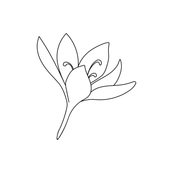 Ilustração Vetorial Único Desenho Linear Flor Açafrão Croco Ilustração Botânica — Vetor de Stock