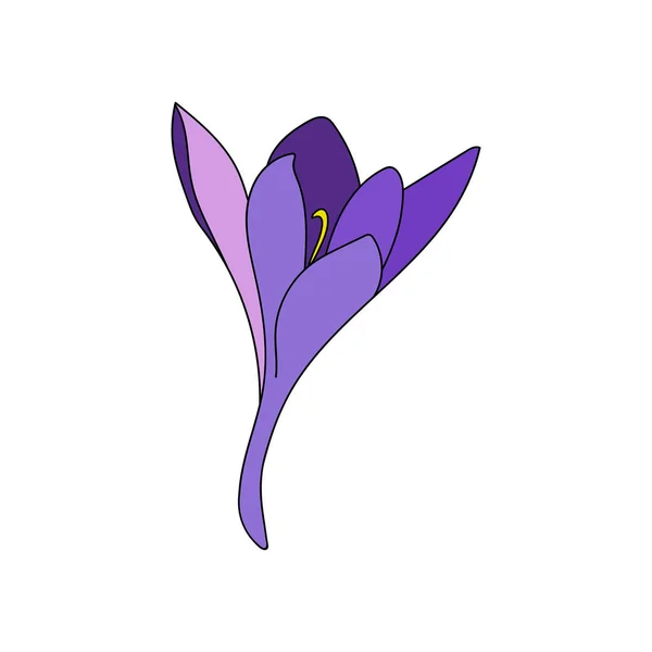 Vektorová Ilustrace Jednoho Barevného Krokus Šafrán Květ Lineární Kresba Botanická — Stockový vektor