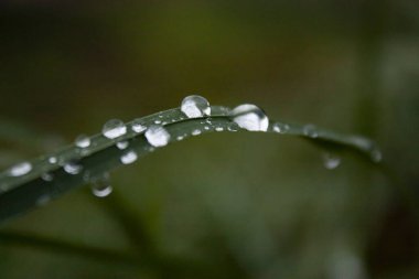 Alacakaranlıktaki yağmurdan sonra yeşil çimenlere birkaç su damlasının makro resmi