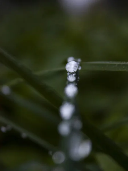Макрокартина Нескольких Капель Воды Зеленой Траве После Дождя Сумерках — стоковое фото