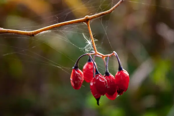 Foto Ravvicinata Diverse Bacche Rosse Sbiadite Sottile Ramo Cespuglio Sfondo — Foto Stock