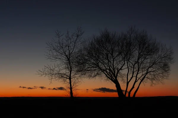 Horizontal landscape photo of two black silhouettes of bare trees against a dark blue sky with orange horizon during a calm winter dawn before sunrise