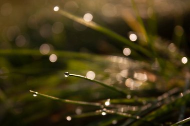 Sonbaharda ıslak taze çimlerin ucundaki sabah çiğ damlasının yatay makro fotoğrafı.