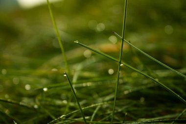 Taze yeşil çimlerin yatay yakın plan fotoğrafı. Parktaki bir çayırda sabah çiğ damlaları.