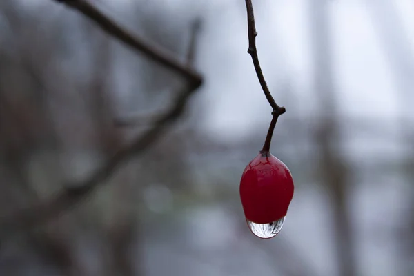 Horizontální Detailní Snímek Jedné Čerstvé Červené Bobule Kapkou Vody Špičce — Stock fotografie