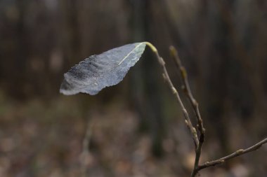 Ormandaki bulutlu bir sonbahar gününde genç bir ağaç dalının ucunda kalan tek solmuş koyu kahverengi yaprağın yatay yakın plan fotoğrafı.