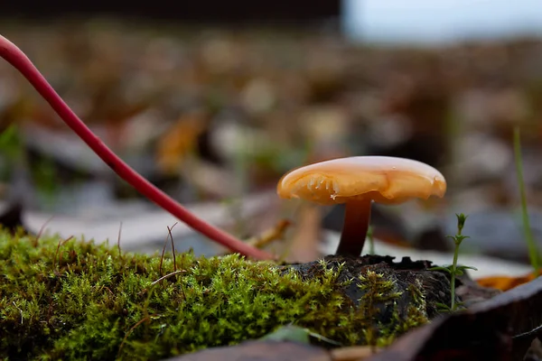 Zole Edilmiş Turuncu Bir Mantarın Yatay Kayıp Fotoğrafı Sonbahar Ormanında — Stok fotoğraf