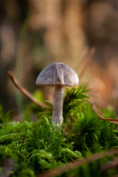 Horizontal Close Photo Single Small Creamy White Mushroom Ovate Cap — Stok fotoğraf