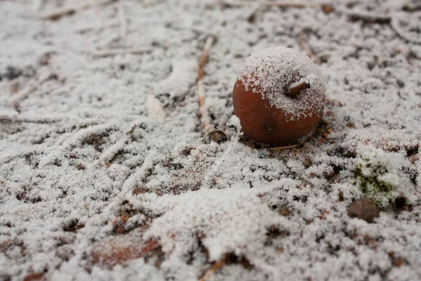 Foto Orizzontale Angolo Alto Coperto Brina Congelata Terreno Innevato Mela — Foto Stock