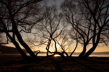 Sonbahar aylarında turuncu gökyüzüne karşı göl kıyısında büyüyen eski büyük ağaçların siyah siluetlerini gösteren yatay manzara fotoğrafı.