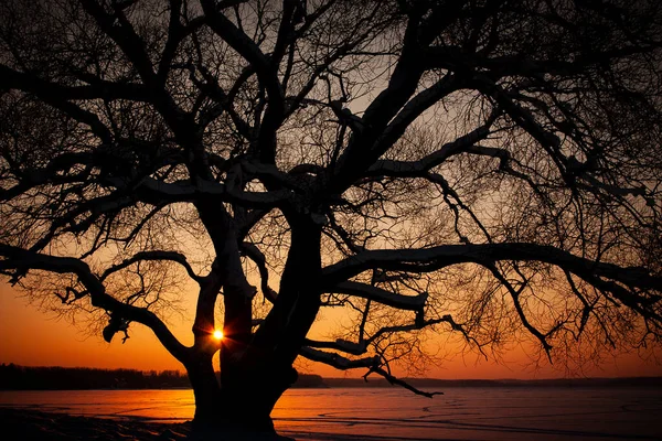 Foto Horizontal Paisagem Com Uma Silhueta Árvore Nua Enorme Uma — Fotografia de Stock