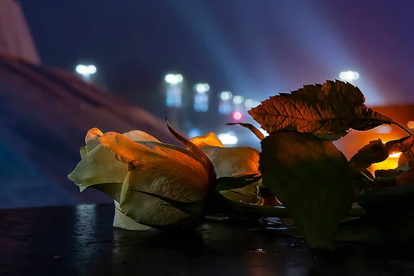 两束白玫瑰躺在纪念碑近旁的横向特写夜景照片 以及在雾蒙蒙的背景下照亮纪念碑的泛光灯 — 图库照片
