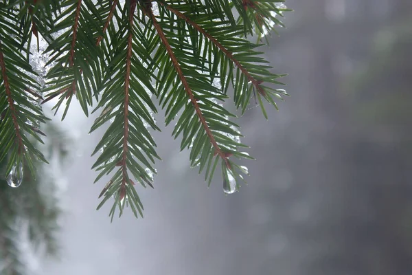 Sisli Bir Kış Gününde Islak Yeşil Iğneli Köknar Ağacının Bir — Stok fotoğraf