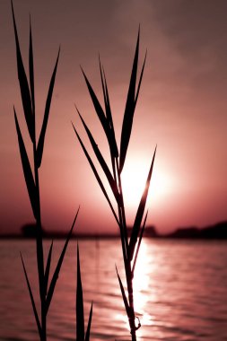 Güneşli pembe gökyüzüne karşı vahşi sazlık siluetlerinin olduğu rüya gibi bir resim. Gün batımında sakin suyun üzerinde parlıyor. 