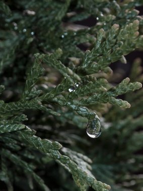 Taze yeşil ve nemli bir Thuja ağacının dikey yakın plan fotoğrafı. Ucunda su damlası olan bir ağaç dalları.