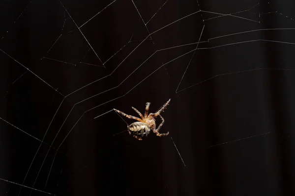 庭のクモの横のクローズアップショット 祈りのキャプチャのための彼のウェブを作る中に絹の糸を押出 — ストック写真