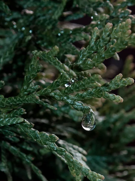 一个新鲜的绿色和潮湿的观赏性树枝头上有一个水滴的垂直特写图片 — 图库照片
