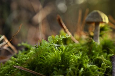 Gündüzleri ormanda yetişen çeşitli yabani mantarlar, bitkiler, bitki örtüsü ve bitki örtüsü içeren yatay yakın plan çekimler.