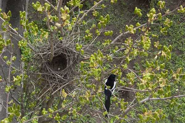 Horizontal photo of a Eurasian magpie's nest on a Chestnut tree with just laid egg inside and female magpie near sitting on a branch at daytime