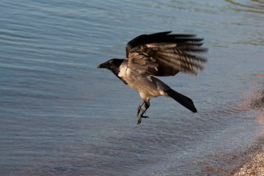 Deniz kıyısından ayrılan tek bir yetişkin gri karganın yatay yakın plan fotoğrafı.