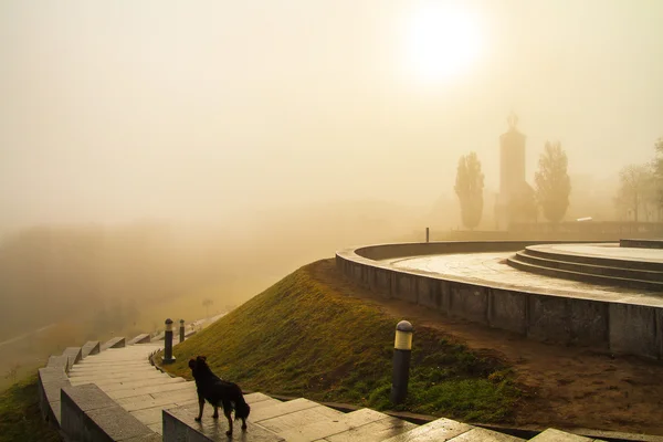 Cão na névoa da manhã — Fotografia de Stock