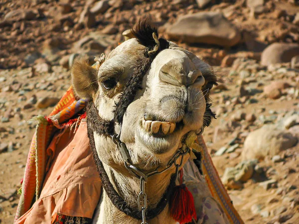 Cammello arrampicata Monte Sinai, cammello, Egitto — Foto Stock