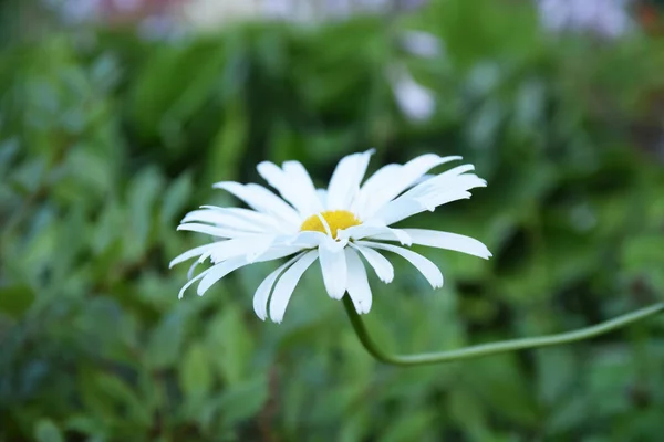 Flor Manzanilla Jardín — Foto de Stock