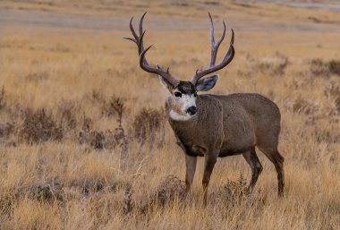 A Mule Deer Buck on the Colorado Plains clipart