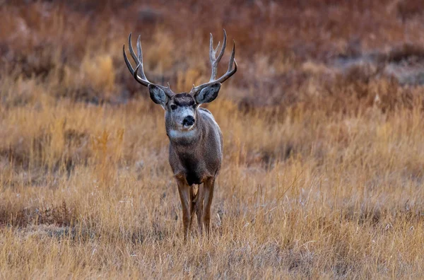 Een Prachtige Muilezel Hert Buck Zwervend Colorado Prairie — Stockfoto