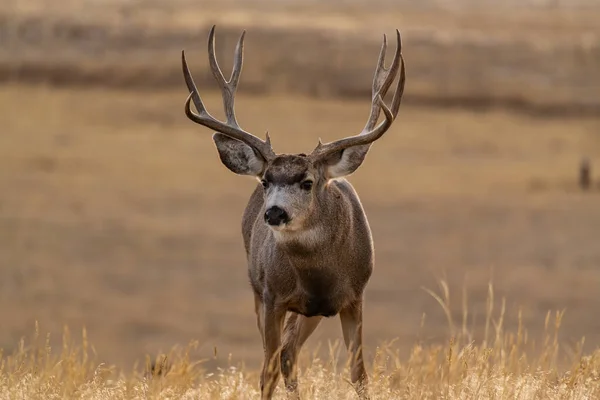 Een Grote Ezel Hert Buck Grazen Colorado Plains — Stockfoto