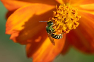 A Shiny Metallic Sweat Bee on a Flower clipart