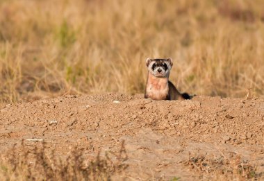 An Endangered Black-footed Ferret on the Prowl clipart