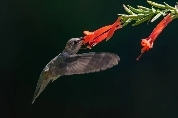 Çiçeklerle Beslenen Bir Sinekkuşu Bir Yaz Gecesi Nektarı — Stok fotoğraf