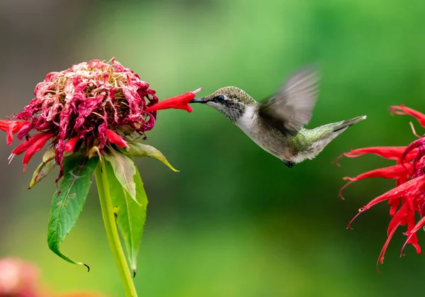 Bir Yaz Akşamı Çiçek Nektarıyla Beslenen Bir Sinekkuşu — Stok fotoğraf