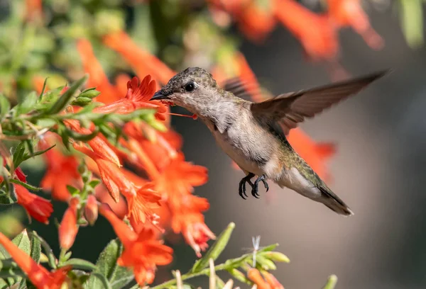 Bir Yaz Akşamı Çiçek Nektarıyla Beslenen Bir Sinekkuşu — Stok fotoğraf