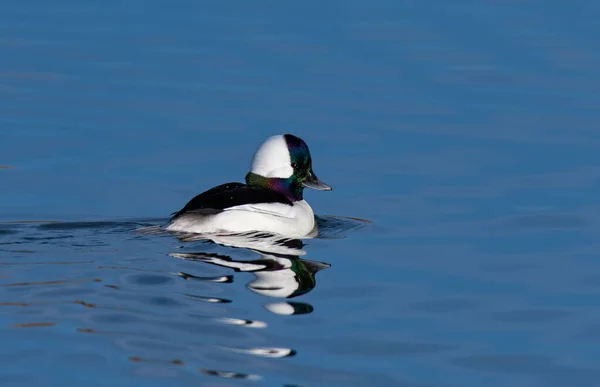 Bufflehead Masculino Nadando Uma Lagoa Manhã — Fotografia de Stock