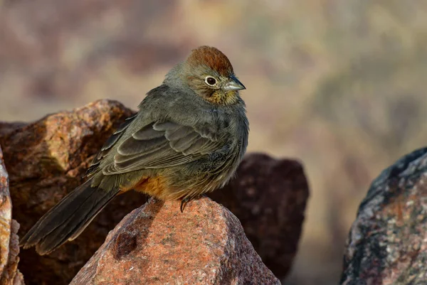 Kaňon Towhee Létě Ráno Rocky Habitat Jižním Coloradu — Stock fotografie