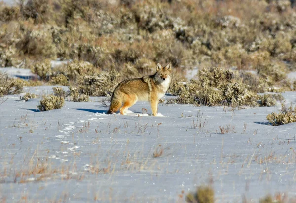 Coyote Strolling Snowy Field Colorado — Stock Photo, Image