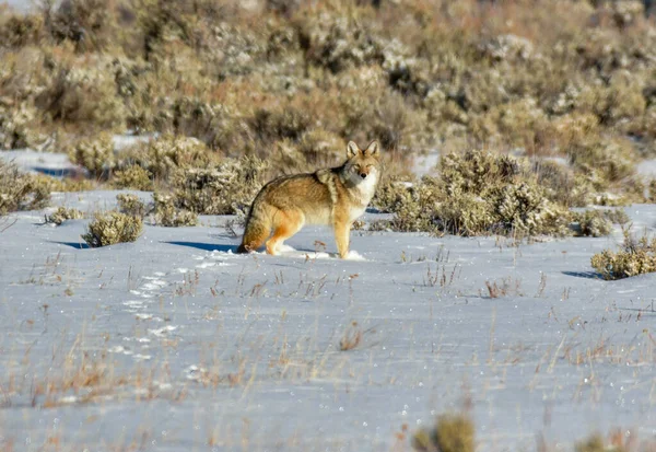 Coiote Passeando Campo Nevado Colorado — Fotografia de Stock