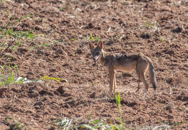 Coyote Strolling Field Oklahoma — Stock Photo, Image