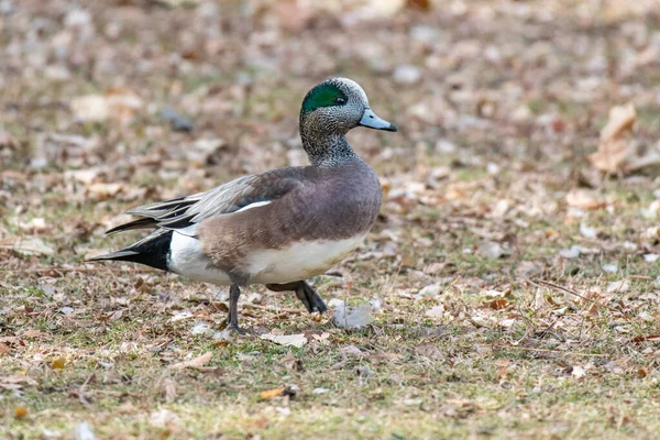 Amerykański Wigeon Walking Lake Obraz Stockowy