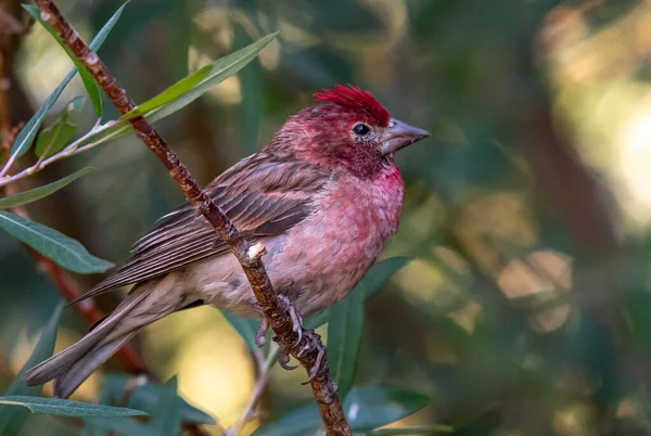 Kolorowy Mężczyzna Cassin Finch Usytuowany Krzaku Górach Obraz Stockowy